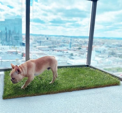 DoggieLawn Dog Potty - Real Grass - XLarge 24x48 inches