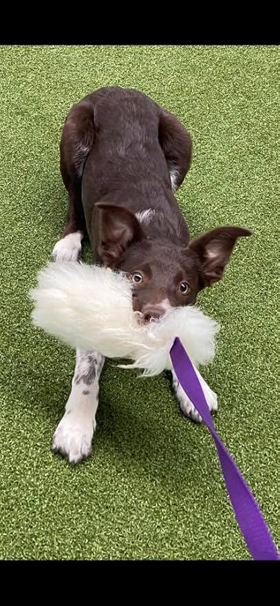 Dingo Dog Toy - Sheepskin Chaser with Long Violet Lead 50", Agility Motivation Reward tug for Training and Fun 15582