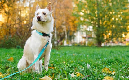 Basic Dog Leashes 6 FT Padded Handle Nylon Dogs Leashes for Large Dogs Light Blue