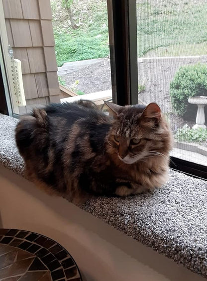 Purrched Cat Window Perch (29 Inch)