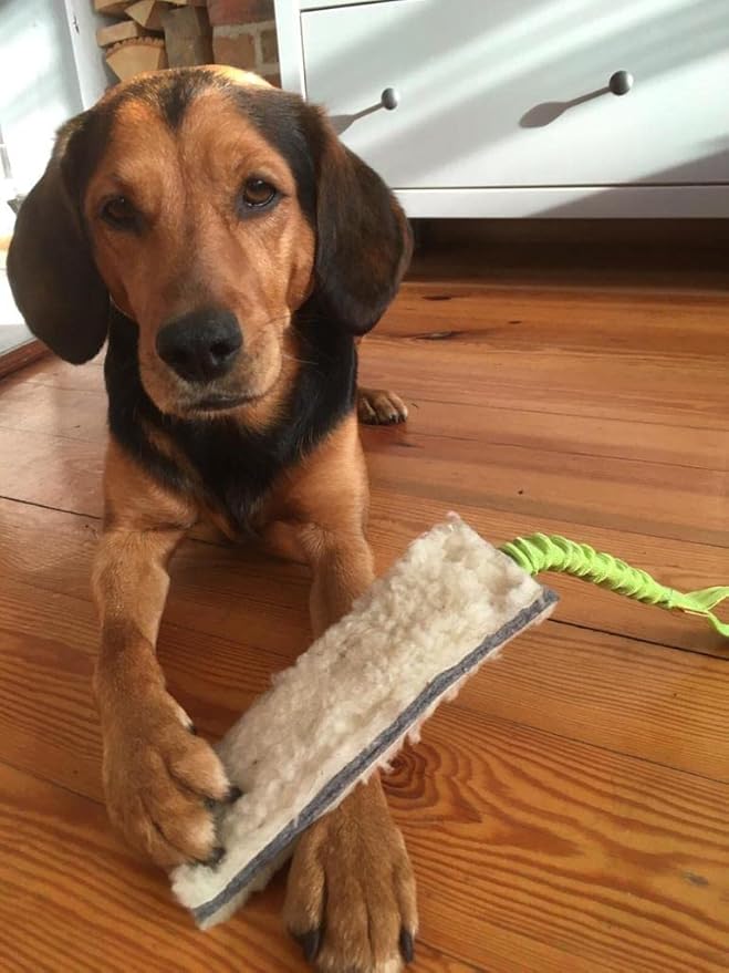 Dingo Tug Toys for Dog, Faux Fur Handle Bungee Agility Motivation Reward Z30021 (Wool)