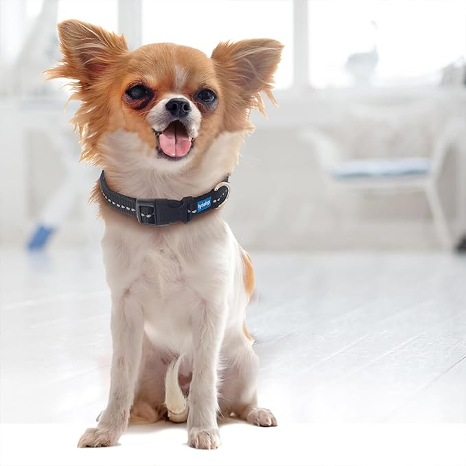 Reflective Padded Floating Leash and Collar Set Bundle Combo, Adjustable Comfortable Durable Collars for Small Medium Large Dogs (1" Collar w/Leash)