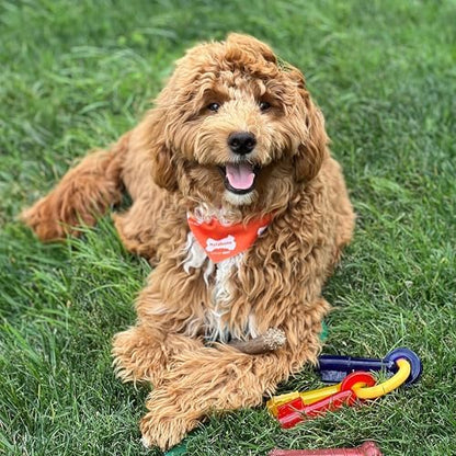 Nylabone Puppy Chew Teething Keys Dog Chew Toy, Bacon Flavor, Medium - Image 2