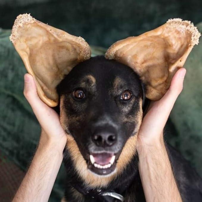 Pet Qwerks Pigs Ear BarkBone - Nylon Dog Bone for Aggressive Chewers - Bacon Flavor - 6"