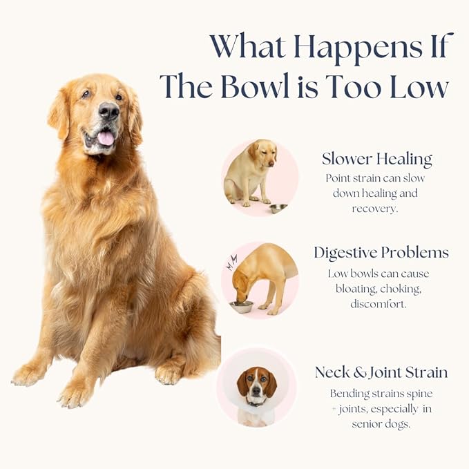 Adjustable Elevated Dog Bowls — Premium Stainless Steel, 4 Height Levels, Spill-Proof, No Tool Assemble, Foldable Feeding System for Dogs of Small, Medium, Large, and XLarge