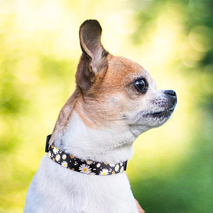 QQPETS Adjustable Soft Dog Collar: Print Flower Pink Multicolor Cute Patterns for XS Small Medium Large Pet Girl Boy Puppy Walking Running Training (S, White Daisy)