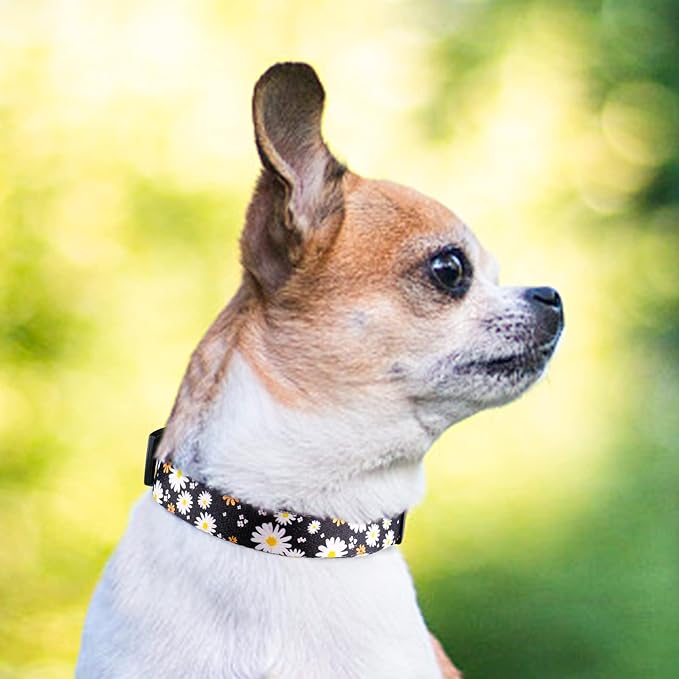 QQPETS Adjustable Soft Dog Collar: Print Flower Pink Multicolor Cute Patterns for XS Small Medium Large Pet Girl Boy Puppy Walking Running Training (M, White Daisy)