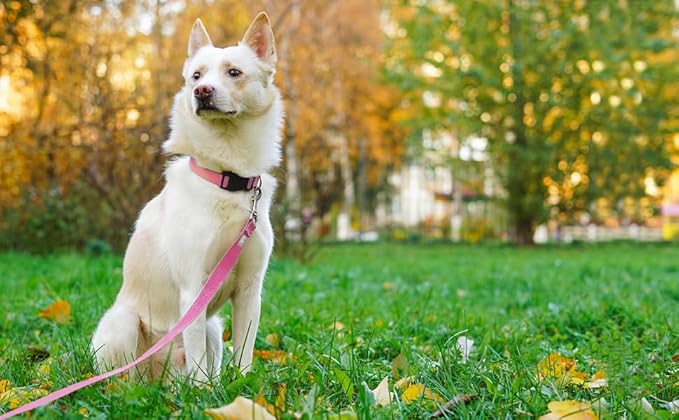 Basic Dog Leashes 6 FT Padded Handle Nylon Dogs Leashes for Large Dogs Pink