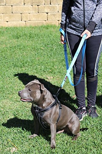 Primal Pet Gear Dog Leash 8ft Long - Blue - Traffic Padded Two Handle - Heavy Duty - Double Handles Lead for Control Safety Training - Leashes for Large Dogs or Medium Dogs - Dual Handles Leads - Image 3