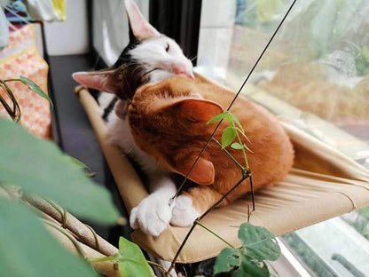 Cat Window Perch, Hammock Seat Bed - Space Saving Design, 360 Sunbath, Holds Up to 50lbs for Any Size