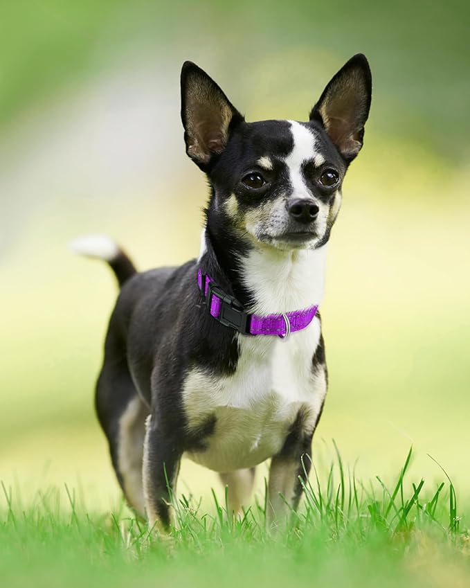 Joytale Reflective Dog Collar, Soft Neoprene Padded, Metal D-Ring, Nylon Pet Collar Adjustable for Puppy and Small Dogs, Purple, XS