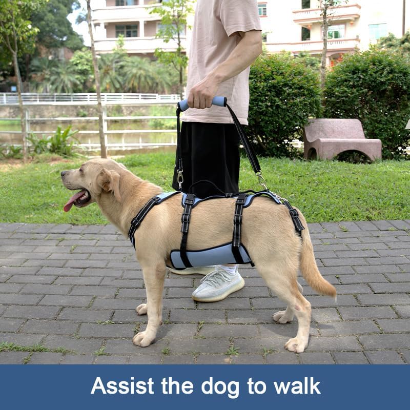 Coodeo Dog Lift Harness, Support & Recovery Sling, Pet Rehabilitation Lifts Vest Adjustable Breathable Straps for Old, Disabled, Joint Injuries, Arthritis, Paralysis Dogs Walk (Blue,M) - Image 3