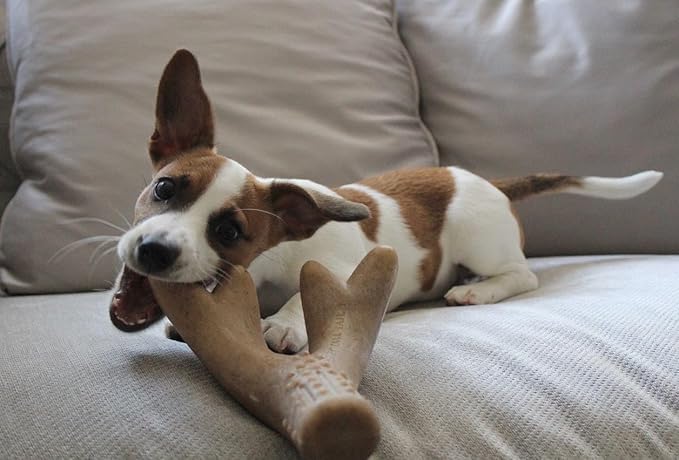 Tall Tails Bacon Scented Antler Chew Toy for Dogs, Small