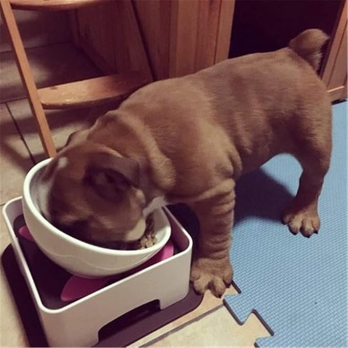 Ceramic Bulldog Bowl Dog Feeding Bowl - Dog Dish Wide Mouth Pet Sterile Tilted Pet Feeder with Anti-Skid Rubber Mat for Small Medium Dogs (White)