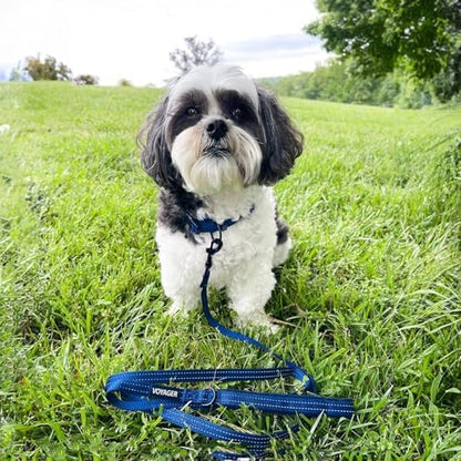 Best Pet Supplies Voyager Nylon Dog Leash - Royal Blue, Large - Image 2
