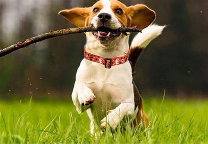 Halloween Dog Collar - Pumpkin Bat Ghost Pattern - Adjustable for Small Medium Large Dogs(Halloween,L)