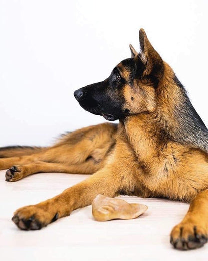 Pet Qwerks Pigs Ear BarkBone - Nylon Dog Bone for Aggressive Chewers - Bacon Flavor - 6"