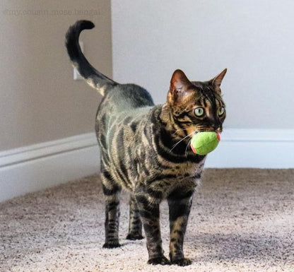 munchiecat Olive Cat Toy Set - 2-Piece Organic Catnip Toys with Soft Rattle, Perfect for Batting & Rolling - Designed for Cats, Ideal Gift for Cat Lovers - Image 4