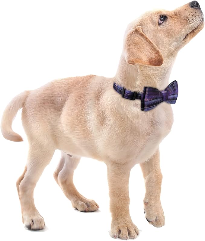 Faleela Soft &Comfy Bowtie Dog Collar,Detachable and Adjustable Bow Tie Collar,for Small Medium Large Pet (Purple, Medium (Pack of 1))