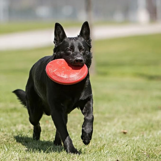KONG Flyer Rubber Disc Dog Toy - for Catch, Fetch and Playtime - Red, Large 2 Pack