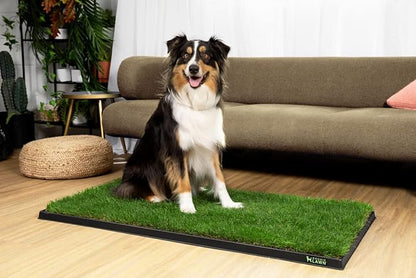 DoggieLawn XL - Real Grass Disposable Pet Potty - 48 x 24 Inches with Plastic Tray - Potty Training Pad for Dogs