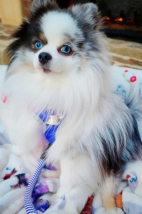 MayPaw 6FT Heavy Duty Rope Dog Leash, Nylon Pet Leash with Soft Padded Handle Thick Lead Leashes for Large Medium Dogs Walking (Blue, 1/2" * 6')