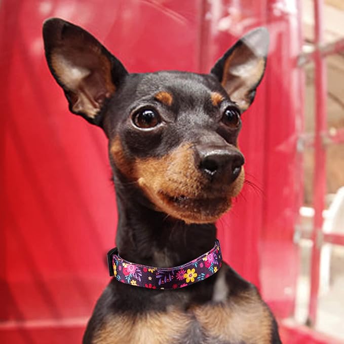 QQPETS Adjustable Soft Dog Collar: Print Flower Pink Multicolor Cute Patterns for XS Small Medium Large Pet Girl Boy Puppy Walking Running Training (M, Elegant Purple)
