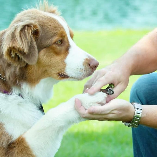 Coastal Pet - Safari Guillotine Dog Nail Trimmer - Double-Bladed Guillotine Style Dog Nail Trimmers - Owner-Friendly Vinyl Grip - for Small to Medium Dogs - Small (5" L x 3" W)