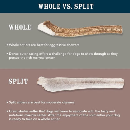 Amazon Brand - Wag Dog Deer Antler Chew, Naturally Shed, Whole, 9 - 10.5 inches, Long Lasting for Aggressive Chewers, X-Large, Best for Dogs over 45 lbs