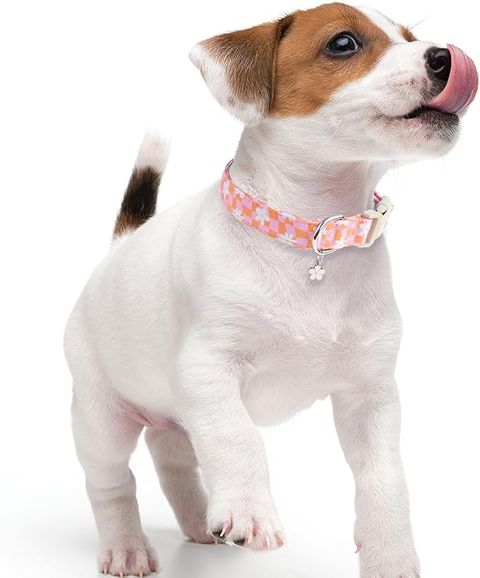 Faygarsle Floral Dog Collar, Pink and Orange Pattern with White Flowers, Spring Summer Design for Small Medium Large Dogs L