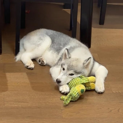 Squeaky Green Dog Plush Toy, Unique Color Cute Dog Toys for Chewing, Tough Puppy Toys for Teething Small Dogs, Stimulating Plush Chew Toy with Squeaker