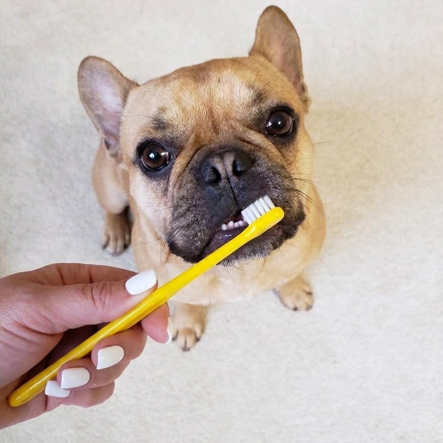 Pet Republique Enzymatic Dog Toothpaste Kit with Finger Toothbrushes Cats and Dogs Dental Cleaning Kit - 3.5 oz Beef Flavor Toothpaste, 3 Silicon Finger Toothbrushes, 1 Mini Handle Toothbrush - Image 2