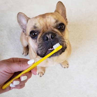 Pet Republique Enzymatic Dog Toothpaste Kit with Finger Toothbrushes Cats and Dogs Dental Cleaning Kit - 3.5 oz Beef Flavor Toothpaste, 3 Silicon Finger Toothbrushes, 1 Mini Handle Toothbrush - Image 2