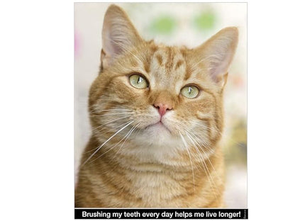 Cat Toothbrush - Round Soft Pet Tooth Brush - Soft Flexible Bristles for Safe and Gentle Brushing, Cat & Kitten Dental Care, Any Breed Cat