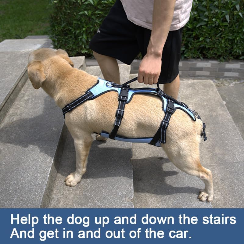 Coodeo Dog Lift Harness, Support & Recovery Sling, Pet Rehabilitation Lifts Vest Adjustable Breathable Straps for Old, Disabled, Joint Injuries, Arthritis, Paralysis Dogs Walk (Blue,M) - Image 2