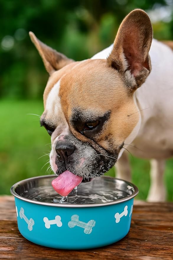 Printed Teal Blue Stainless Steel Dog Bowl with Anti-Skid Base, 15.89 oz | Food & Water Bowl for Small Dogs, Puppies & Cats, Durable Metal Pet Bowl