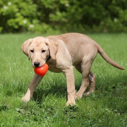Ruff Dawg Cube Medium 2.5 Indestructible Dog Toy – Heavy-Duty Rubber Fetch & Chew Toy for Aggressive Chewers – Erratic Bounce, Floats, BPA & Latex Free – Made in USA