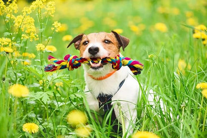 Knotted Rope Chew Toy for Small Dogs - Medium Size 8"