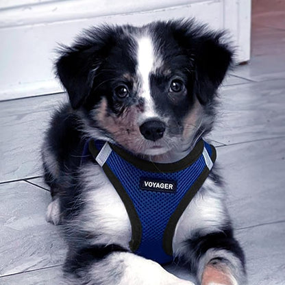 Best Pet Supplies Voyager Step-in Air Harness - All Weather Mesh, Reflective, No Pull Harness for Dogs, Cats - Secure with Hook & Loop Fastener, Buckle, Double D-Rings - Royal Blue/Black Trim, XS