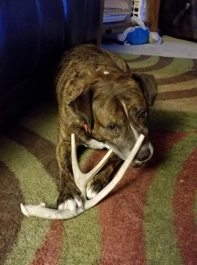 XL Deer Antler Dog Chew - Extra Large, Jumbo, for Large Dogs and Puppies Who are Aggressive Chewers