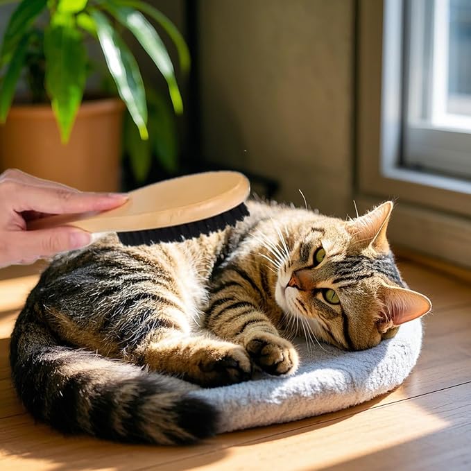 Cat Brush Professional Soft Bristle Cat Grooming Brush with Wooden Handle for Kitten Pet Grooming