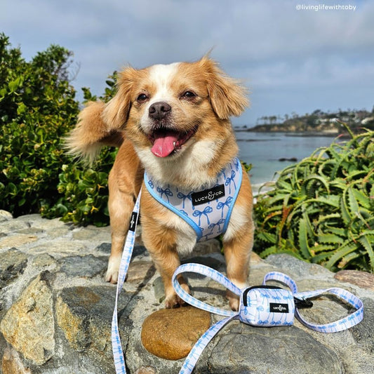 Lucy & Co. Bowwow Wow! Dog Poop Bag Holder and Dispenser, Clips to Leash, Water-Repellent Neoprene, Includes Refill Roll - Image 2
