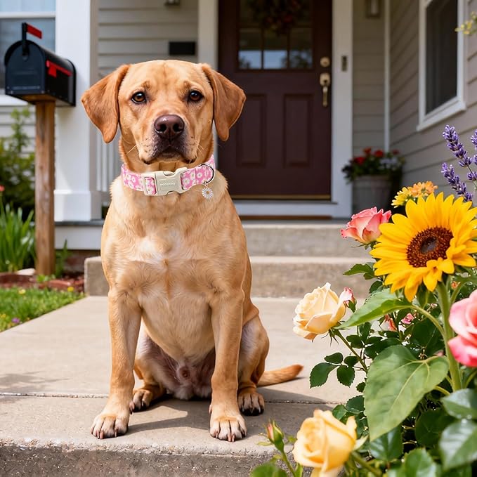 DOGWONG Flower Dog Collar-Daisy Flower Print Girl Dog Collar for Large Cute Dog Collars Spring Female Pet Gift Adjustable Heavy-Duty Soft Collar，XL