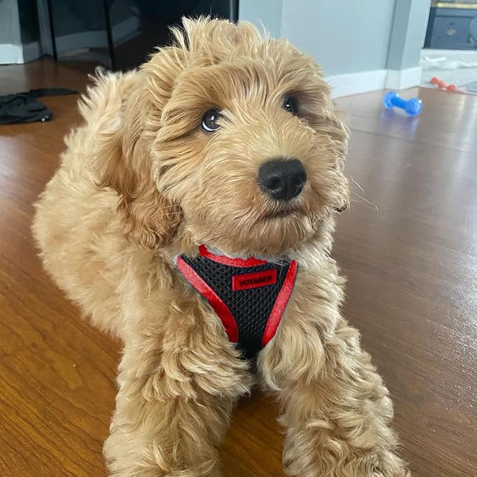Best Pet Supplies - All Weather Mesh/Plush, Reflective, No Pull Harness for Small, Medium Dogs, Cats - Secure with Hook & Loop Fastener, Buckle, Double D-Rings - Black/Red Trim, S