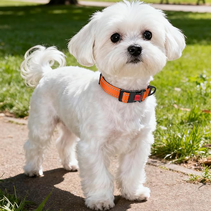 Taglory Reflective Dog Collar with Safety Locking Buckle, Soft Neoprene Padded Dog Collar for Small Dogs, Metal D-Ring, Adjustable Nylon Neck Strap for Daily Walking, Training & Running, Orange, S