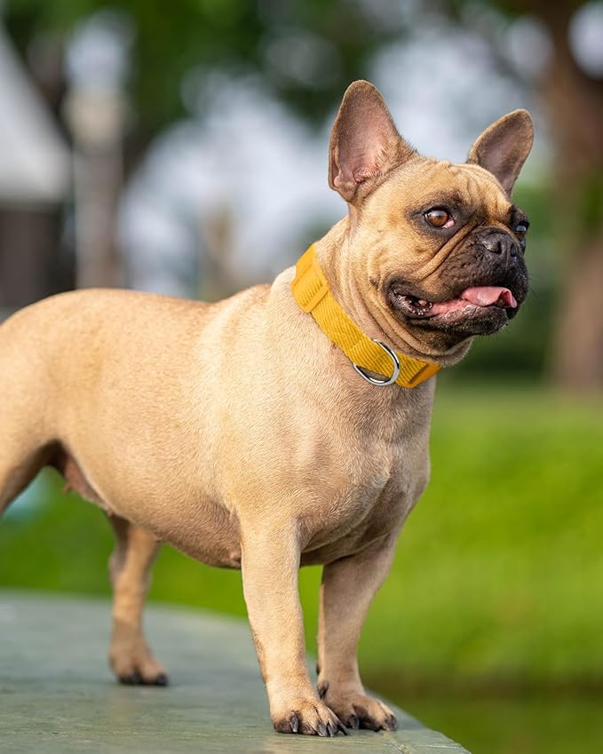 Dynmeow Soft and Breathable Cotton Dog Collar, Durable Adjustable Pet Collar with Quick-Release Buckle, Lightweight for Sensitive Skin for Small and Medium Dogs, Yellow, S