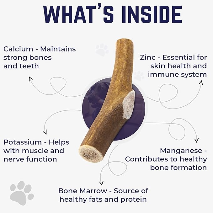 Devil Dog Pet Co - Elk Antler for Dogs Petite 6 Pack - Long Lasting Natural Dog Chew for Toy & Extra Small Breeds - Naturally Shed Grade A Rocky Mountain Elk, Anxiety & Boredom Relief