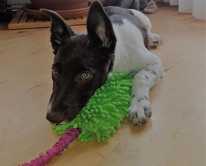 Dingo Waldemar Rutkowski Shaggy Nubby Plush tug Toy for Dogs, Training and Agility, Chasing Games and tug of war, Bungee Handle Assorted Color 15575