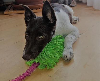 Dingo Waldemar Rutkowski Shaggy Nubby Plush tug Toy for Dogs, Training and Agility, Chasing Games and tug of war, Bungee Handle Assorted Color 15575
