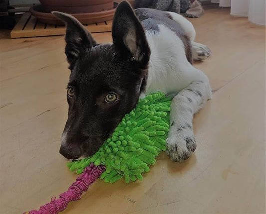 Dingo Waldemar Rutkowski Shaggy Nubby Plush tug Toy for Dogs, Training and Agility, Chasing Games and tug of war, Bungee Handle Assorted Color 15575